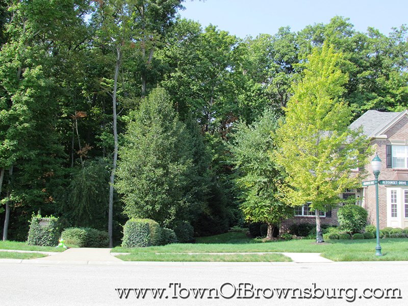 Arbor Springs, Brownsburg, IN: Wooded Lots