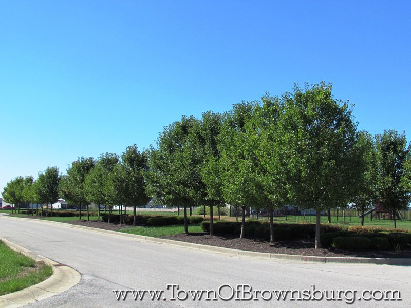 Wynne Farms, Brownsburg, IN: Residential Roadway