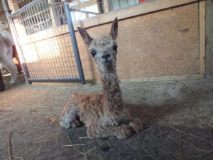 Meet Melina and other alpacas at Montrose Farms. Photo courtesy of Montrose Farms Facebook page.